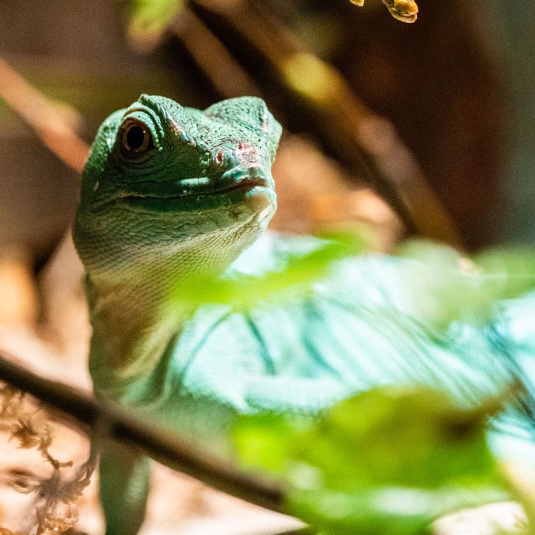 Inquisitive gecko