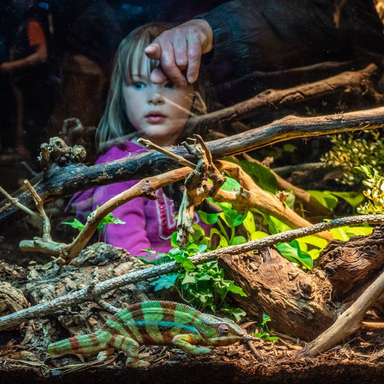 Young child looking at a chameleon display