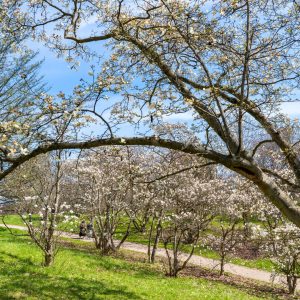 Group of star magnolia trees passing peak bloom