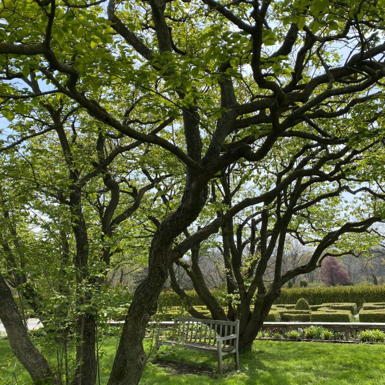 upper laking garden terrace with trees with twisty branches