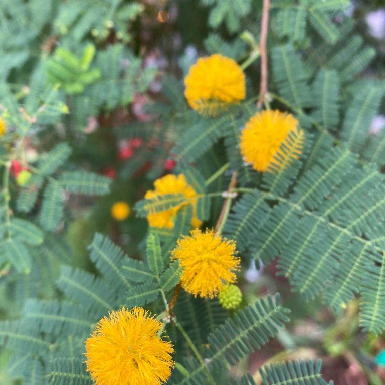 bright yellow 'pom-pom' looking flowers on branches of a Sweet thorn tree with finely textured dark green leaves .