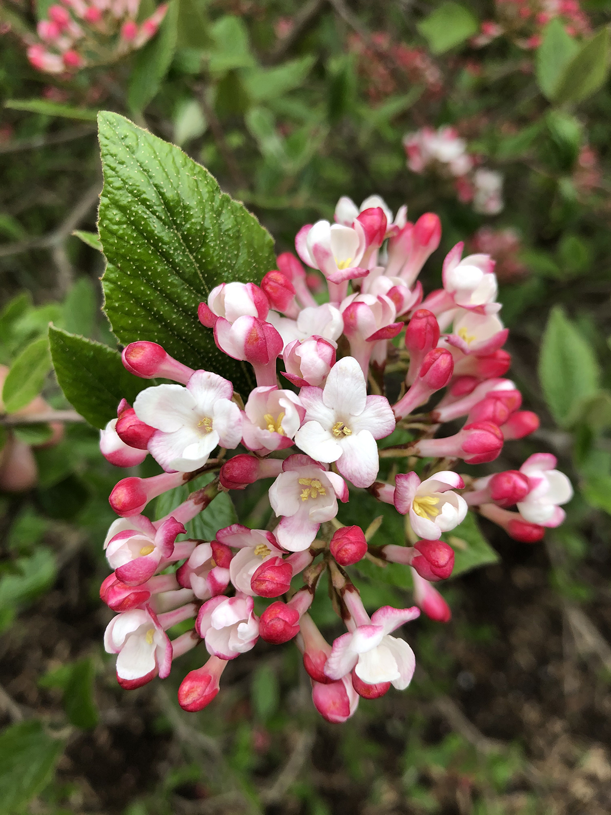 Viburnum x burkwoodii
