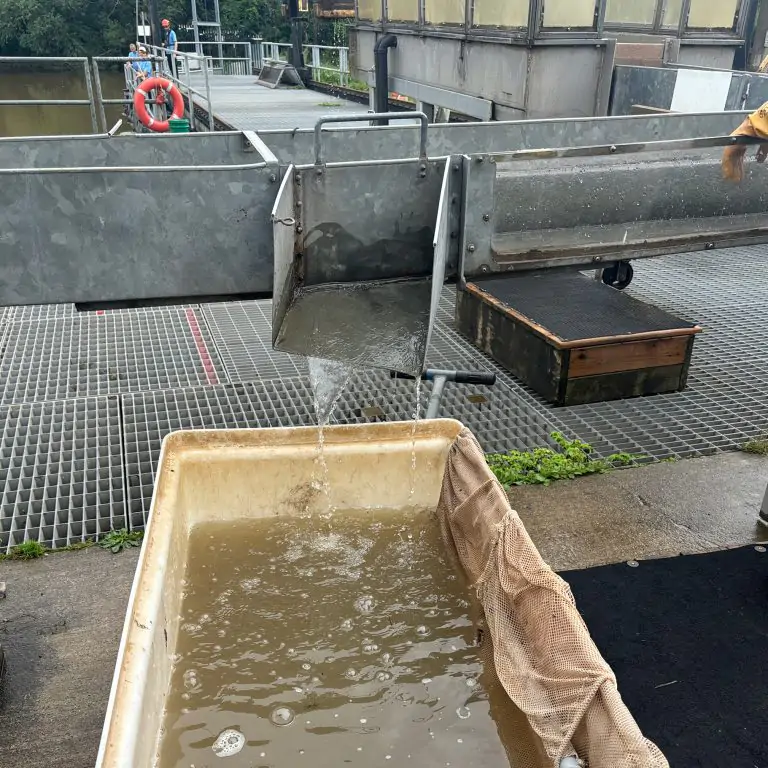 brown water pouring out of the fishway