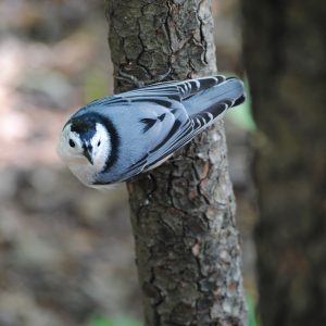 WhiteBreastedNuthatch Arboretum White Breasted Nut Hatch