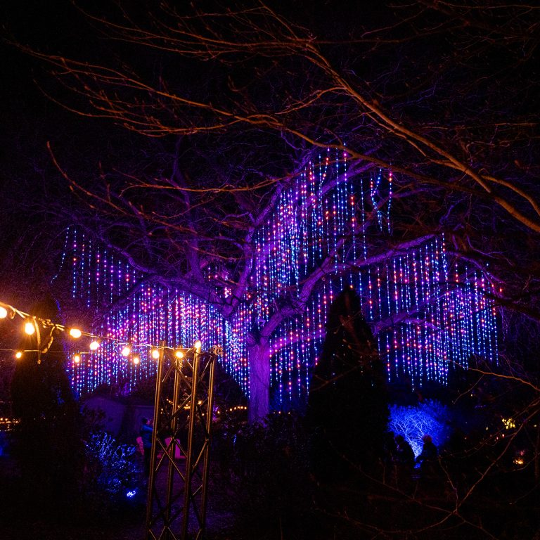 the singing tree, with long icicle like strands of purple lights hanging from branches of a very large tree