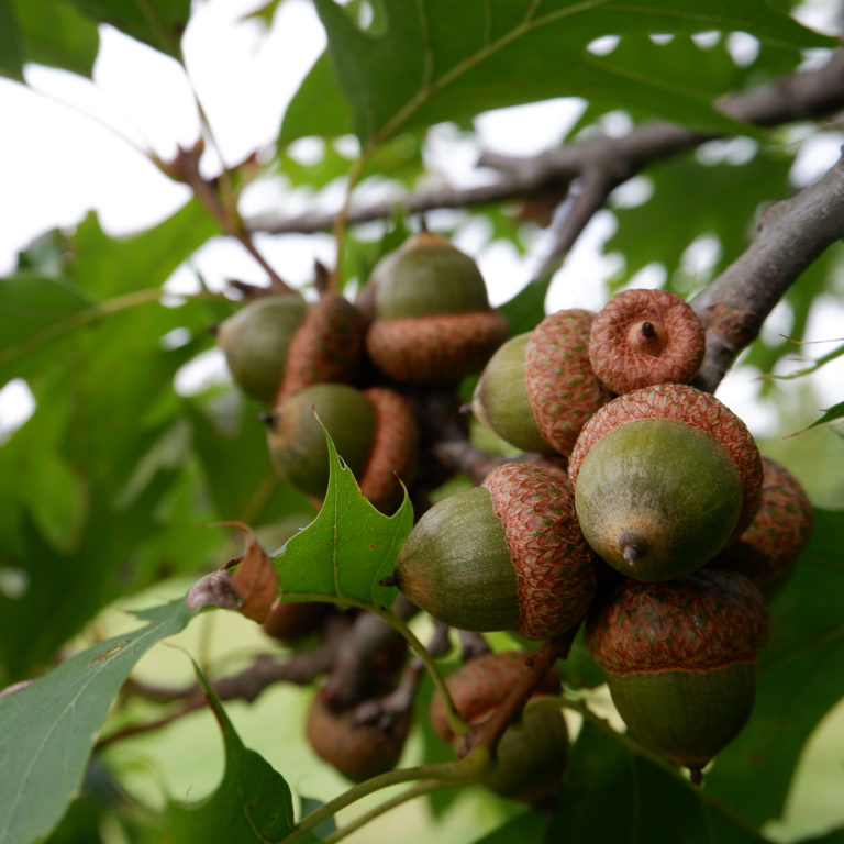 Acorns Quercus Rubra