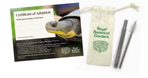 Turtle Hero Certificate and reusable straw