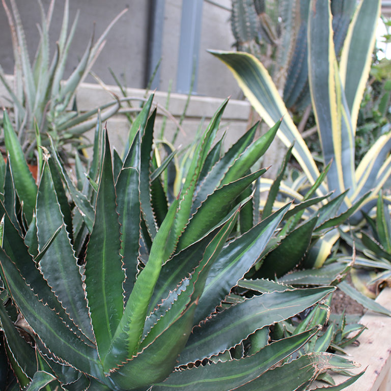 Agave In Cacti Collection