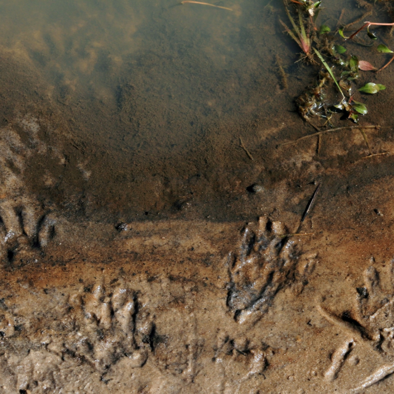 racoon tracks in the dirt leading towards the waters edge