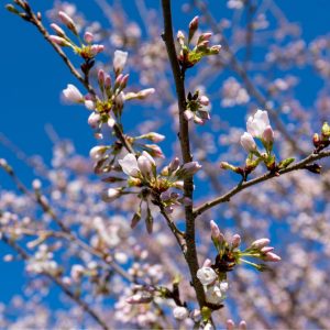 Cherry blossoms partially open