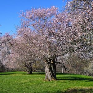 Two old Accolade cherry trees beginning to bloom