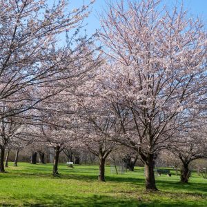 Flowering Cherry Tree collection nearing peak bloom