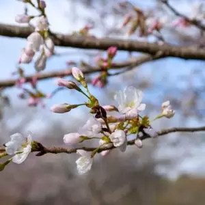 close up of cherry blossoms blooming on a branch where some buds are not quite fully open