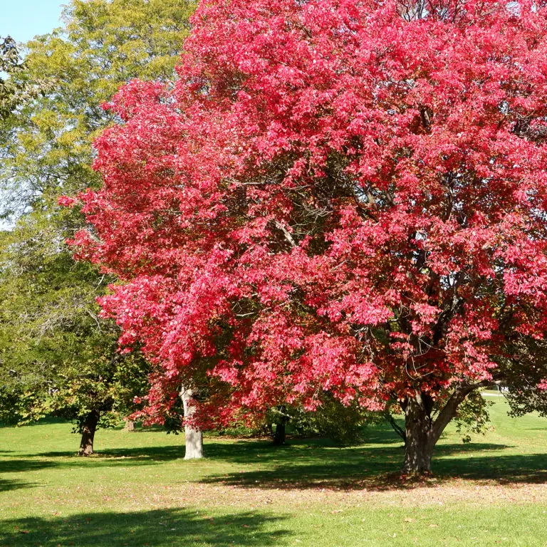 Arboretum Large Tree With Red Leaves In Autumn