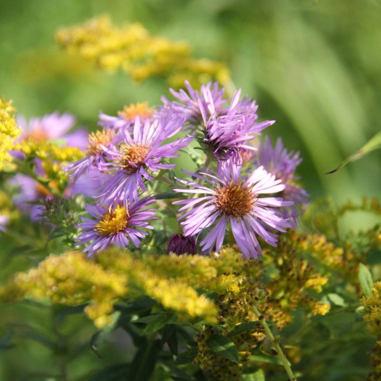 purple aster and goldenrod