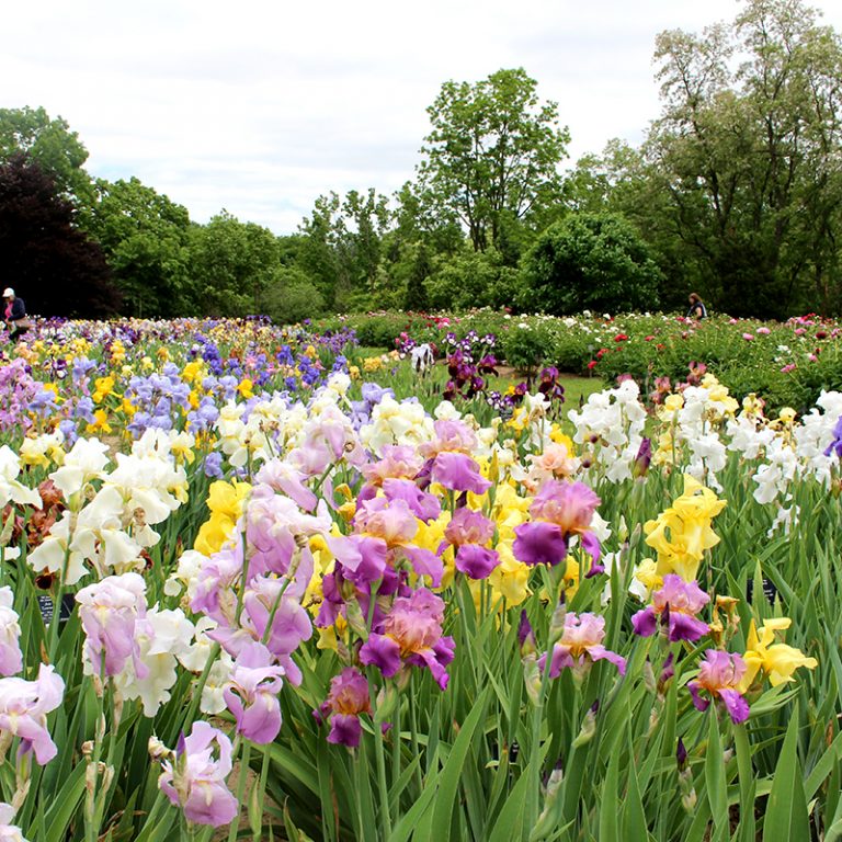 Bed Of Colourful Iris In Bloom At Laking Garden