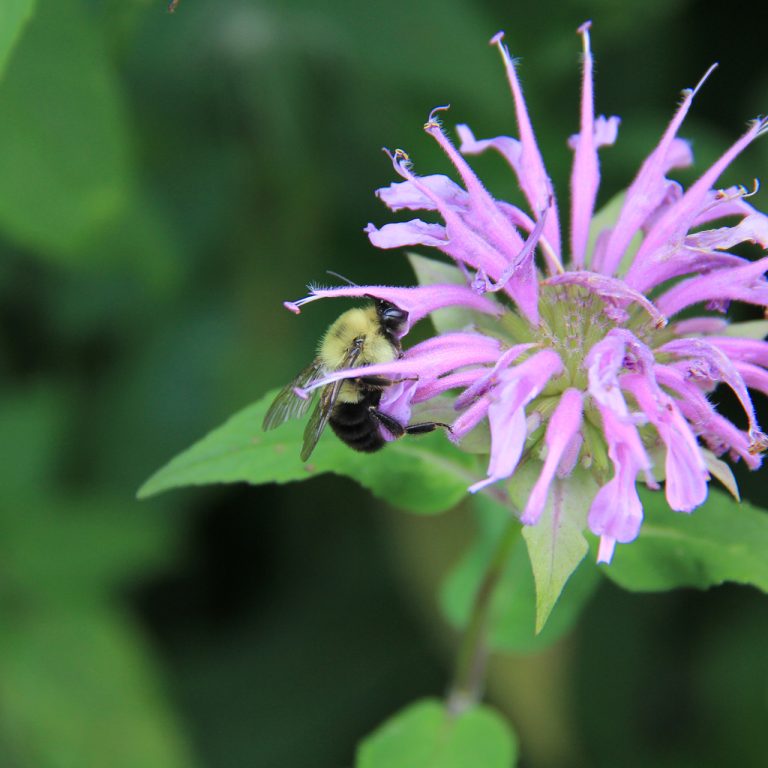 Bee perched on a spiky, purple bee balm in bloom