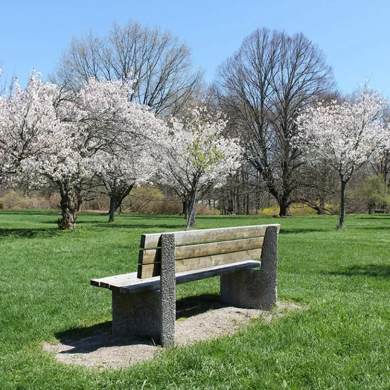 Bench With Small Flowering Cherry Blossom Trees In Bloom