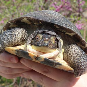 blandingsturtle-featured Blandings Turtle