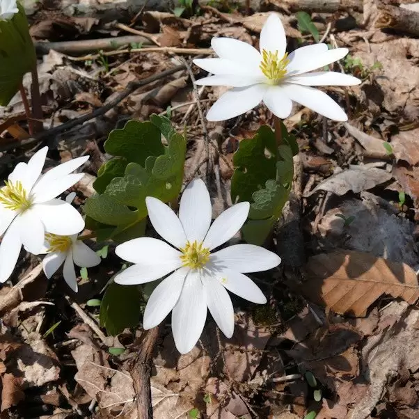 white bloodroot blooms