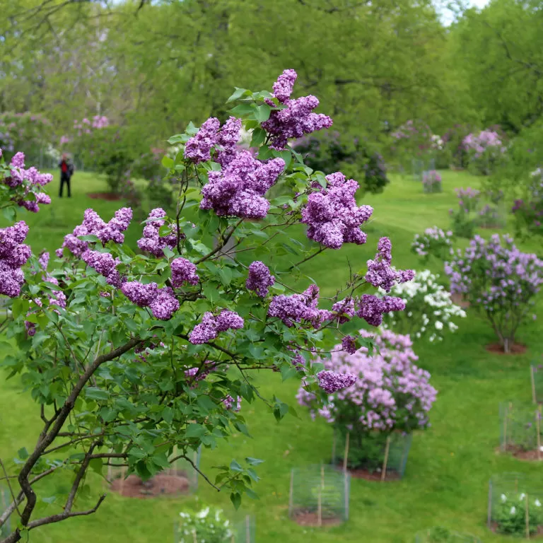 Branch Of Purple Lilacs With Dell In Background