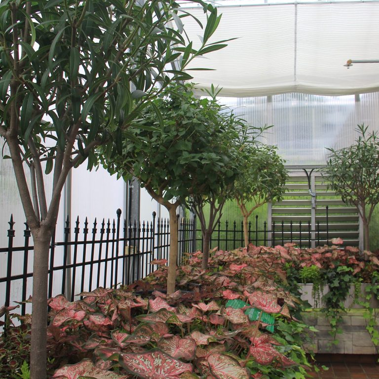 A border raised bed in a greenhouse, featuring small tropical trees and many leafy, low-laying tropical plants with red hues