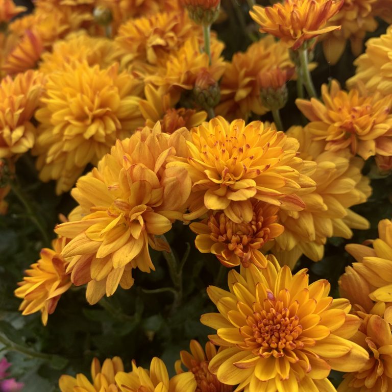 burnt yellow mums in bloom