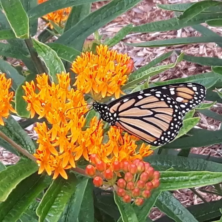 monarch butterfly on butterfly weed