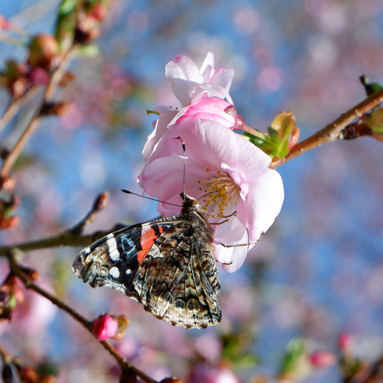Butterfly On Cherry Blossom