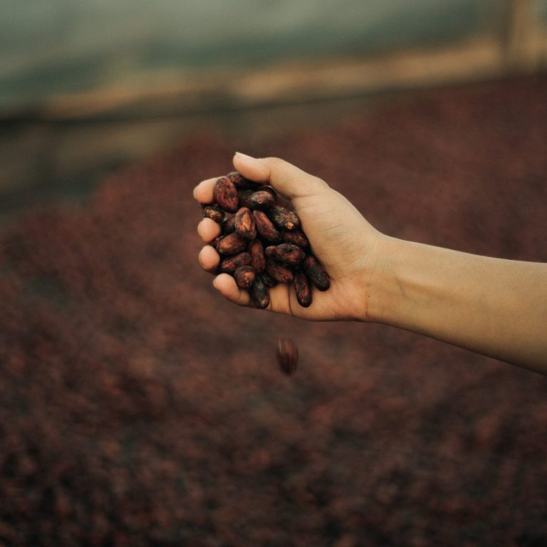 hand full of cacao