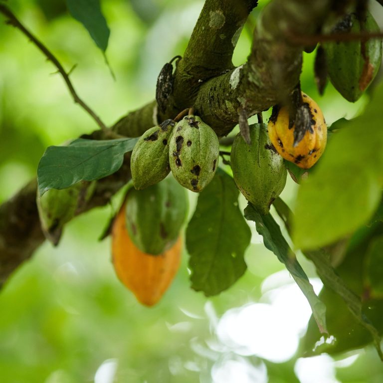 cacao pods on a tree branch