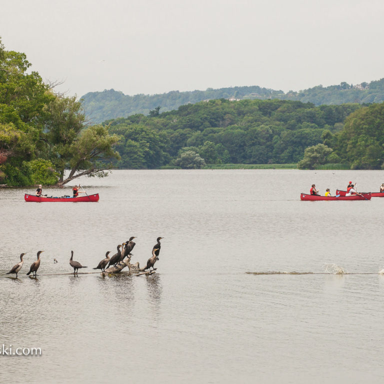 Canoes And Birds On Cootes Paradise Credit Markzelinski.con
