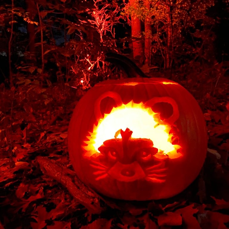 Jack-o-lanturn carved with a raccoon face sits on a lit trail