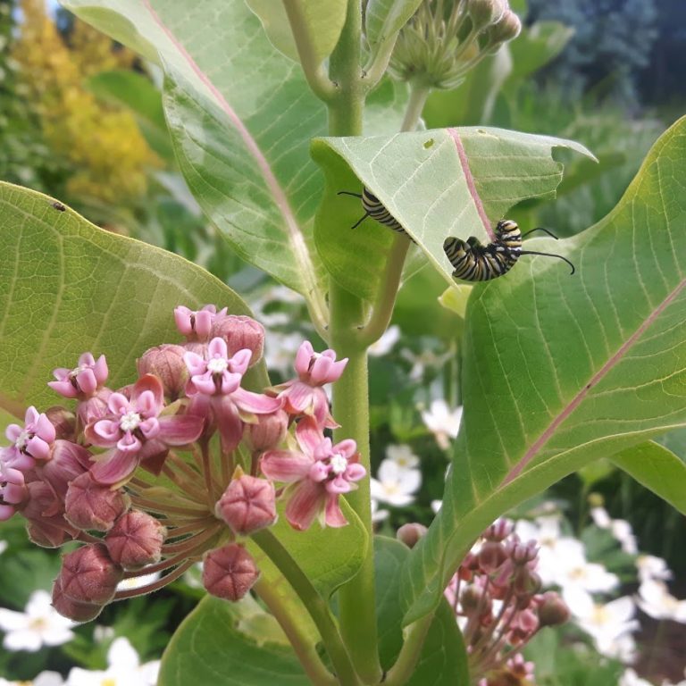 monarch caterpillars on common milkweed