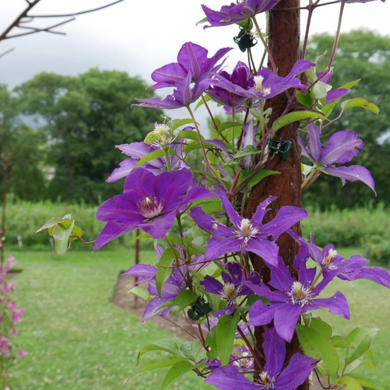 Bright purple clematis climbs a steel structure