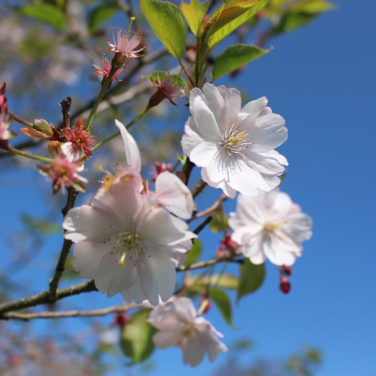 Closeup Of Cherry Blossoms