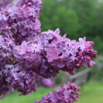 Closeup Of Purple Lilacs