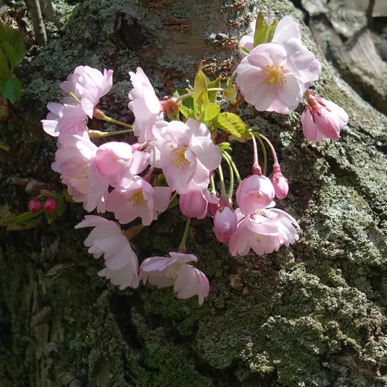 Cluster Of Cherry Blossoms Against Bark