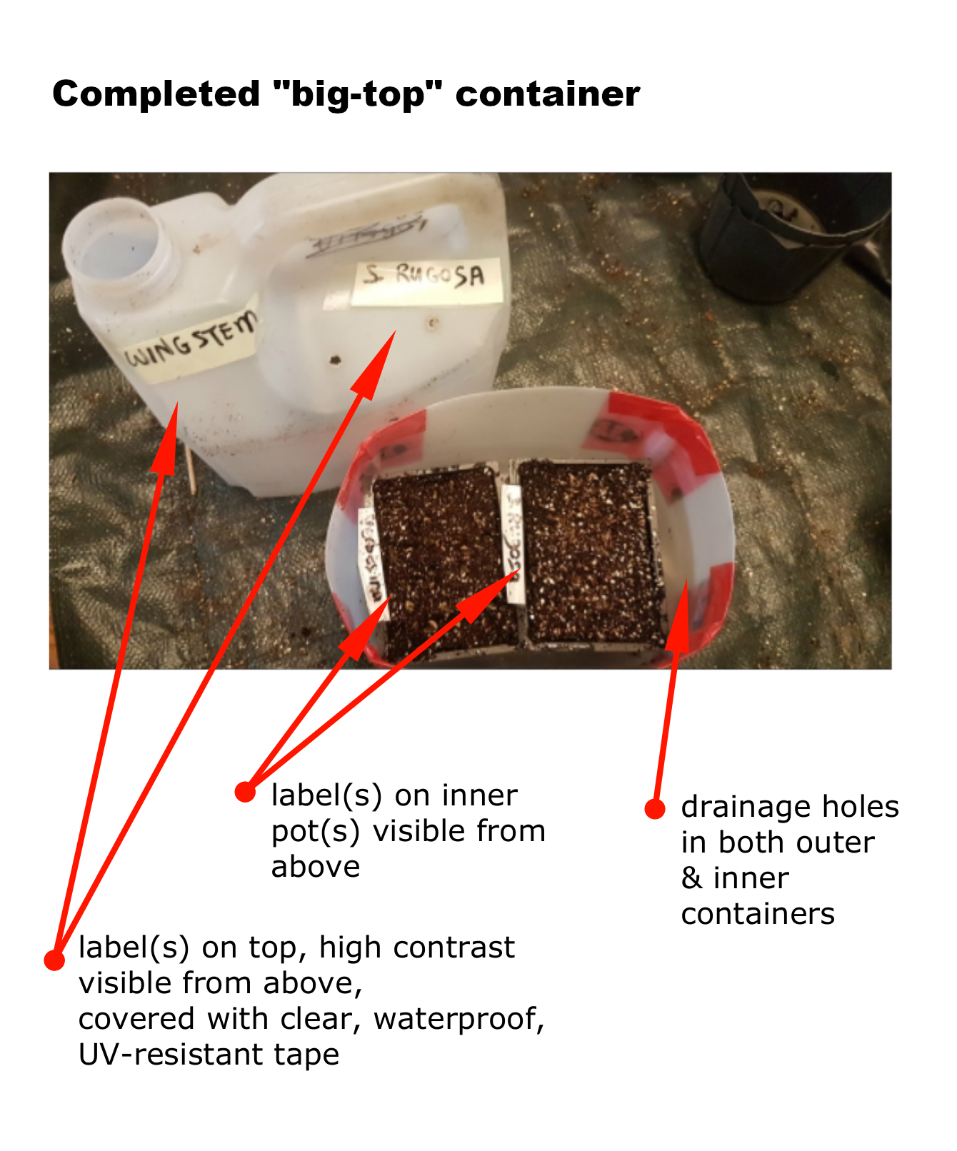 Winter Sowing in Milk Jugs: A Step-By-Step Guide