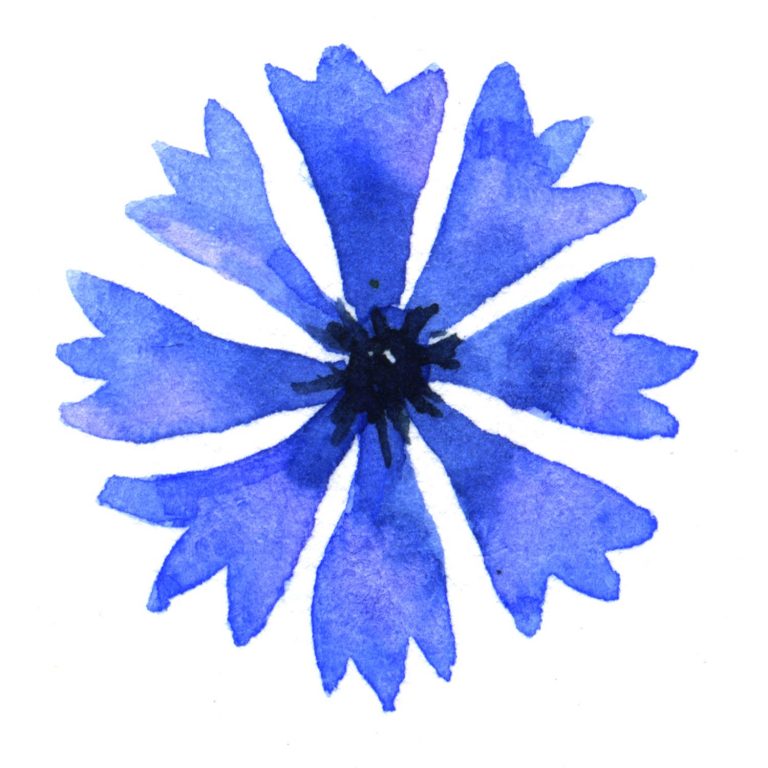 Watercolour painting of a blue cornflower