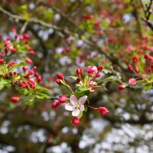 crabapple tree starting to bloom with one flower fully open, while other buds are still closed