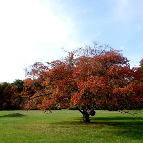 crabapple-tree-in-fall-turning-red Crabapple Tree In Fall Turning Red