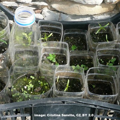 cristina-sanvito-CC BY 2.0 all-in-one-examples examples of all-in-one containers: small, rigid sides, transparent