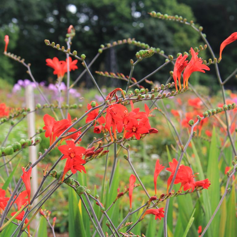 Bright red crocosmia blooms in the rose garden