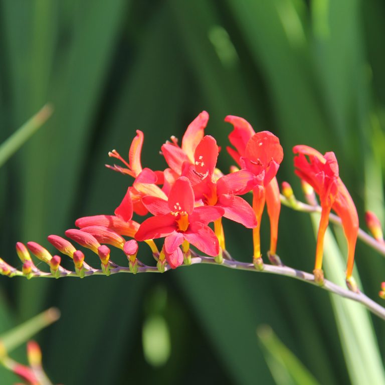 Bright red crocosmia blooms along a long stem