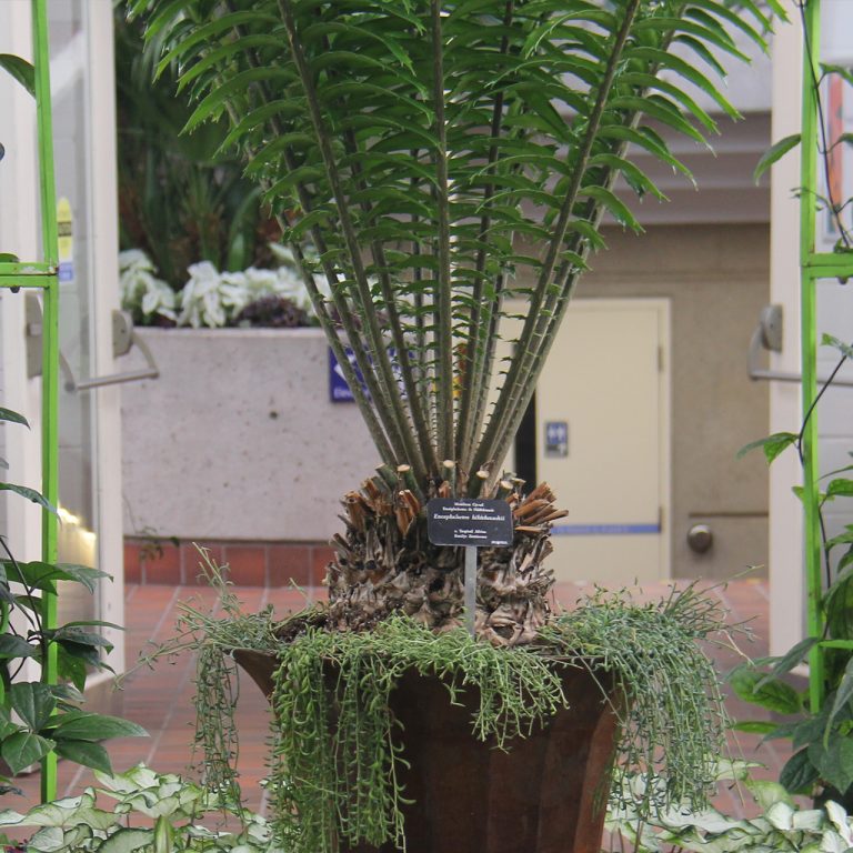 Mombasa Cycad, a fern-like, prehistoric looking plant in a large pot in the centre of an indoor plant display