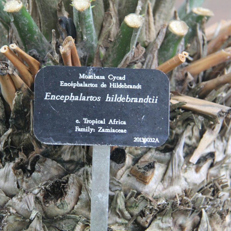 Botanical nameplate: Mombasa Cycad, Encephalartos hildebrandtii, e. Tropical Africa, Family: Zamiaceae, 20130032A