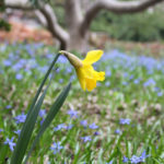 Daffodil With Blue Spring Blooms Spicer Court