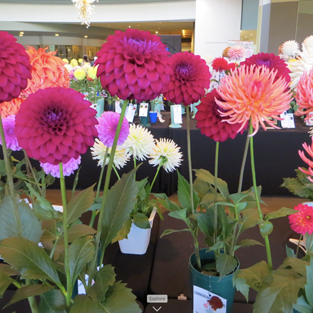 Selection of dahlia blooms in vases on a competition display table