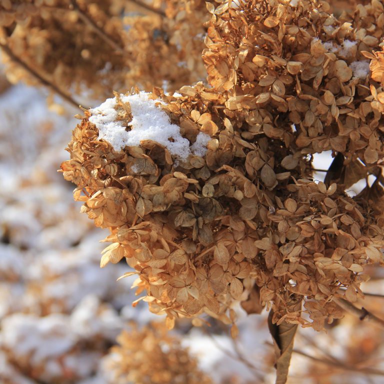 Dried Hydrangea With Snow